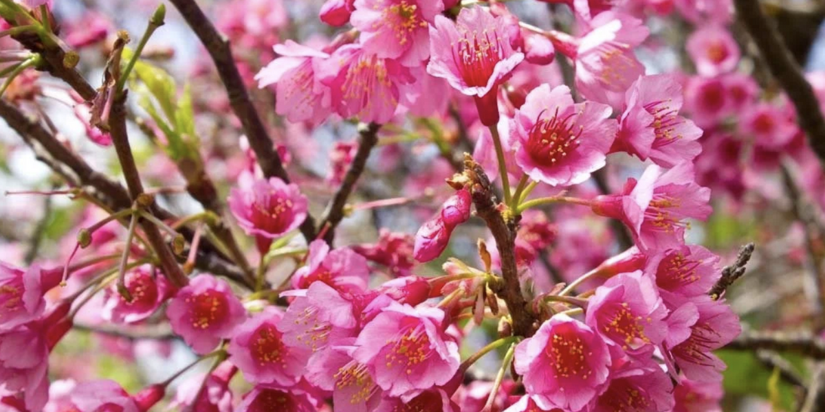 Festival des cerisiers en fleurs de Waimea&nbsp;: floraisons et traditions à Hawaï