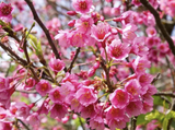 Waimea Cherry Blossom Festival: Blooms and Traditions in Hawaii