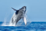 Whale Watching Wonders: Best Spots in Hawaii for Humpback Sightings This Season