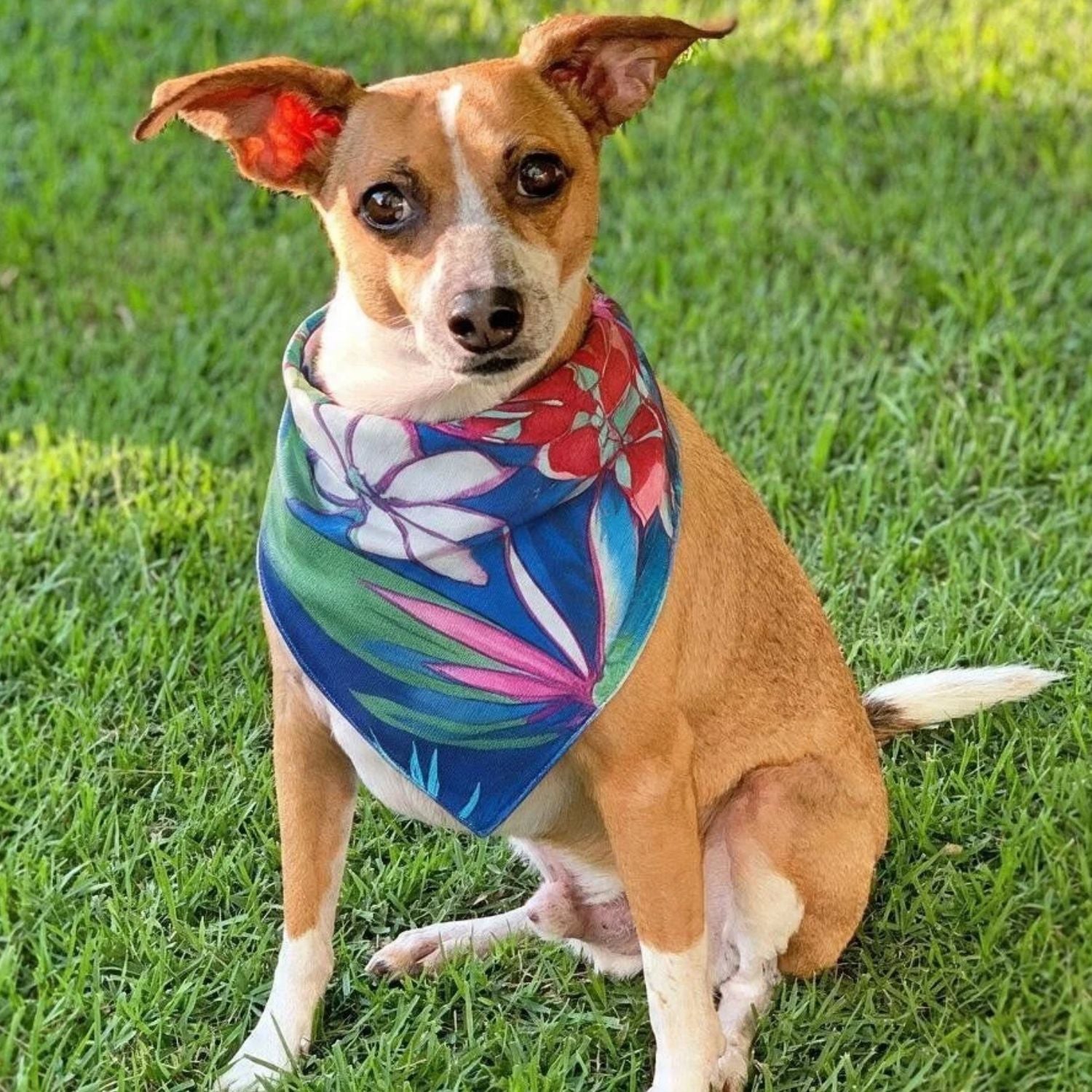 Limited Edition Pet Bandana - Volare