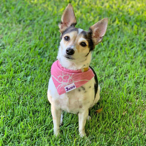 Pet Bandana - Jams Dwarfana Natural & Dragon Fly Orange - jamsworld.com